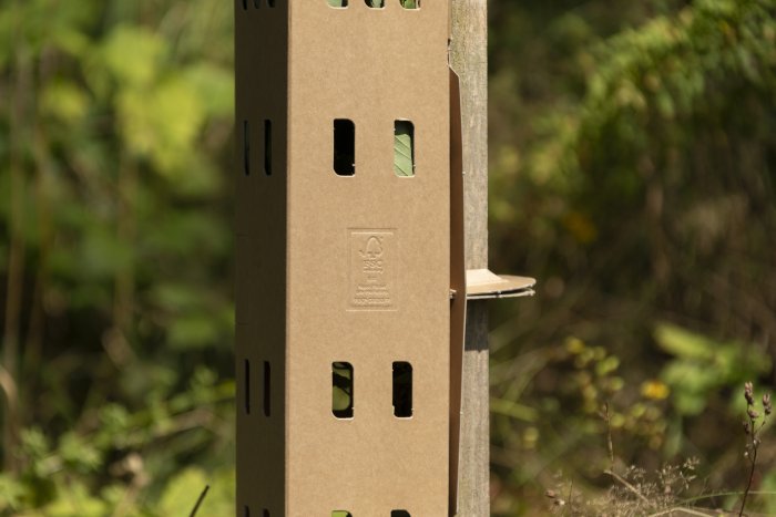 Pappillon Schutz - und Wuchshülle